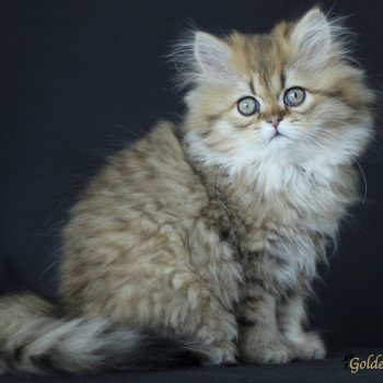 chaton Persan Twix Chatterie Golden Pussycat