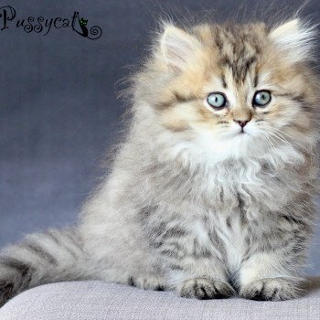 Chatons persans LOOF aux yeux verts émeraudes