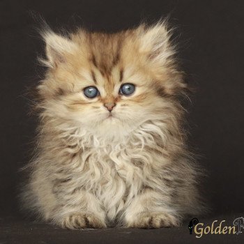 chaton Persan Tessa Chatterie Golden Pussycat
