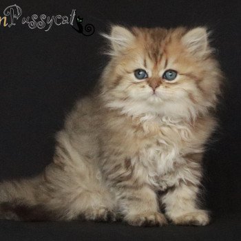 chaton Persan Thelma Chatterie Golden Pussycat