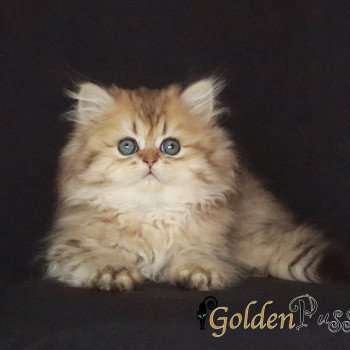 chaton Persan Thelma Chatterie Golden Pussycat